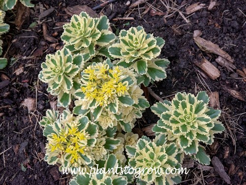 Sedum Atlantis (Phedimus takesimense Atlantis)